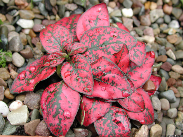 Обои картинки фото цветы