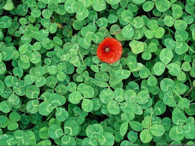 Обои картинки фото цветы, маки