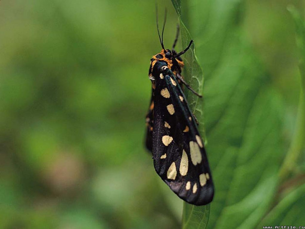 Обои картинки фото животные, бабочки