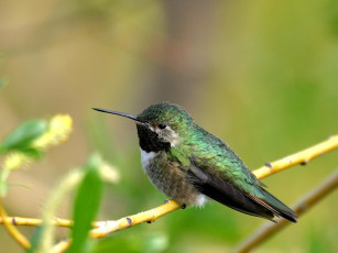 Картинка calliope male hummer животные колибри