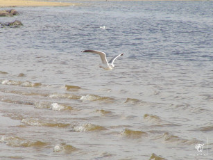 Картинка животные Чайки бакланы крачки