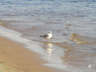 Картинка животные Чайки бакланы крачки