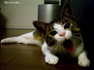 Картинка животные коты