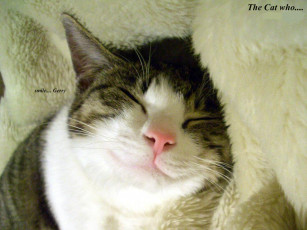 Картинка животные коты