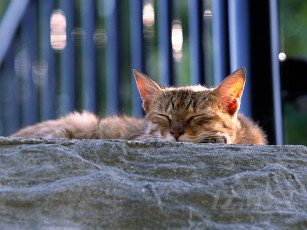 Картинка животные коты