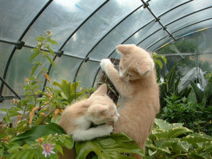 Картинка животные коты