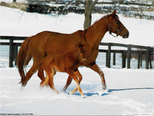 Картинка животные лошади