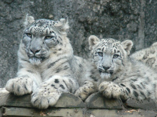 Картинка животные снежный барс ирбис