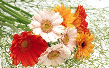 Картинка цветы герберы