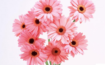 Картинка цветы герберы