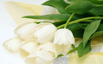 Картинка цветы тюльпаны