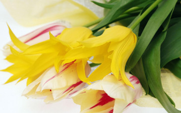 Картинка цветы тюльпаны