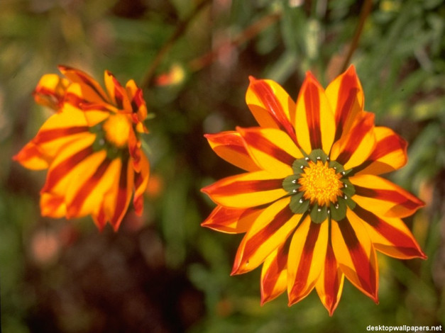 Обои картинки фото цветы, газания