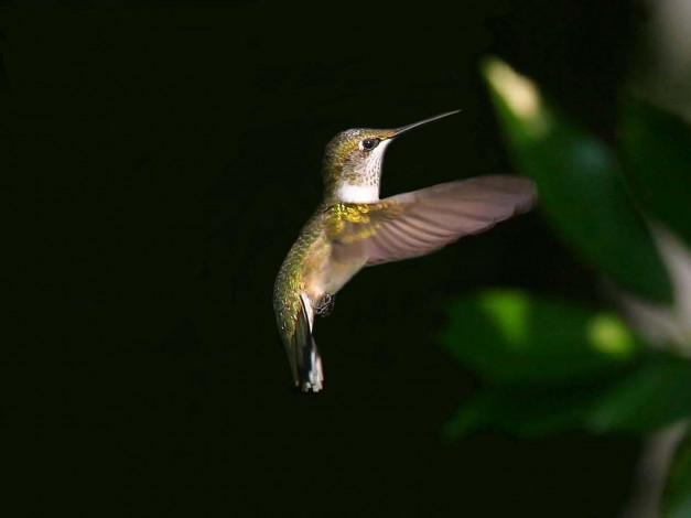 Обои картинки фото poetry, in, motion, животные, колибри