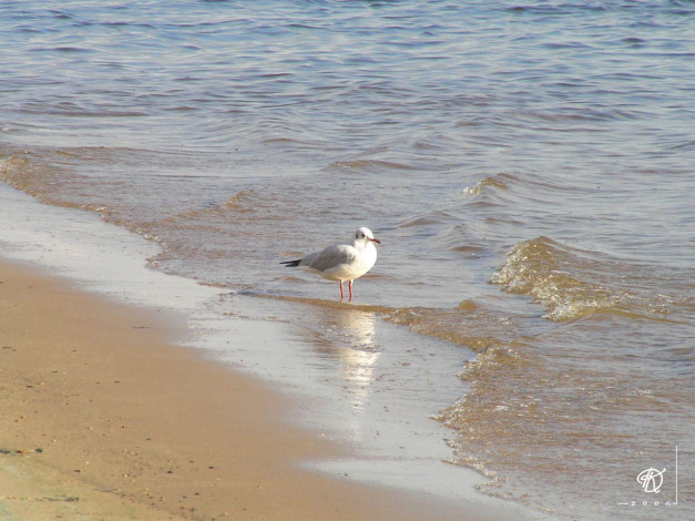 Обои картинки фото животные, Чайки, бакланы, крачки