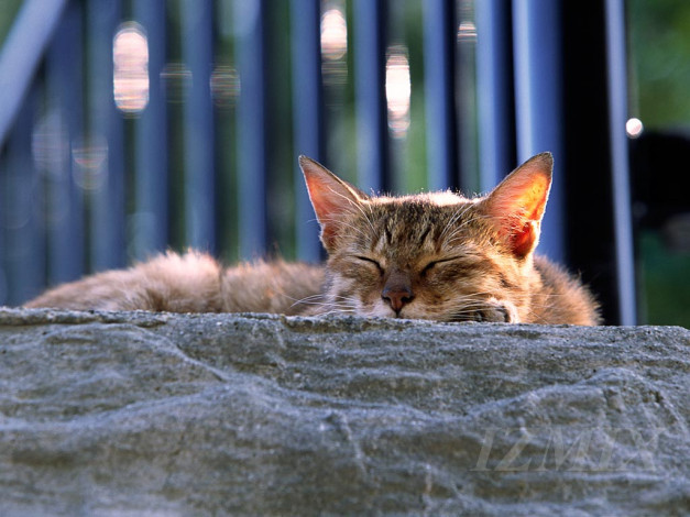 Обои картинки фото животные, коты