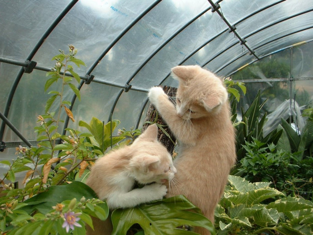 Обои картинки фото животные, коты