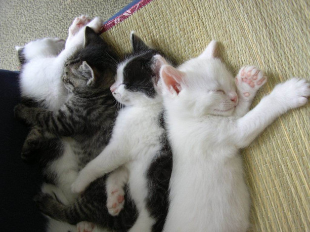 Обои картинки фото животные, коты