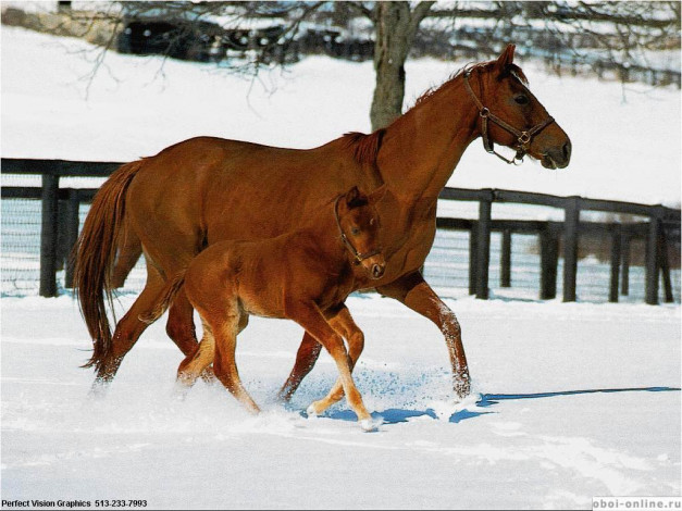 Обои картинки фото животные, лошади