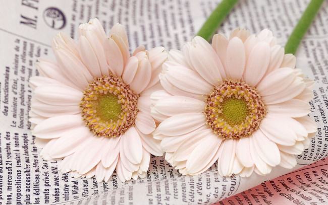 Обои картинки фото цветы, герберы