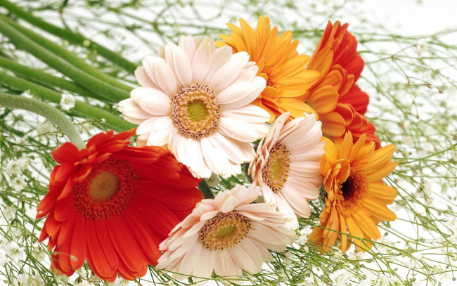 Обои картинки фото цветы, герберы