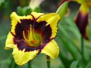 Картинка цветы лилии лилейники