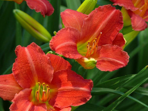 Картинка цветы лилии лилейники