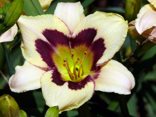 Картинка цветы лилии лилейники