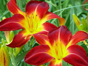 Картинка цветы лилии лилейники