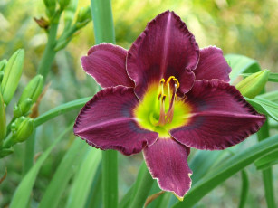 Картинка цветы лилии лилейники