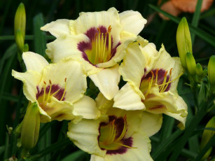 Картинка цветы лилии лилейники