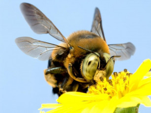 Картинка животные пчелы осы шмели