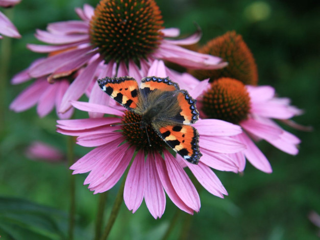 Обои картинки фото животные, бабочки