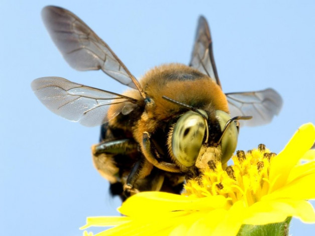 Обои картинки фото животные, пчелы, осы, шмели