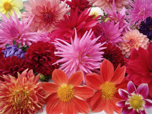 Картинка цветы георгины