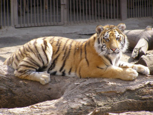 Картинка животные тигры