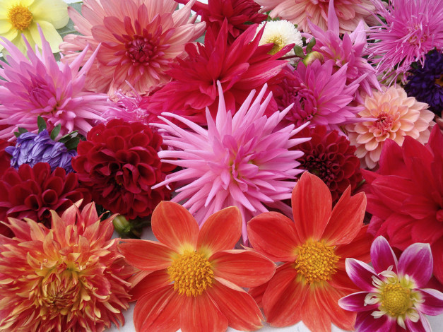 Обои картинки фото цветы, георгины