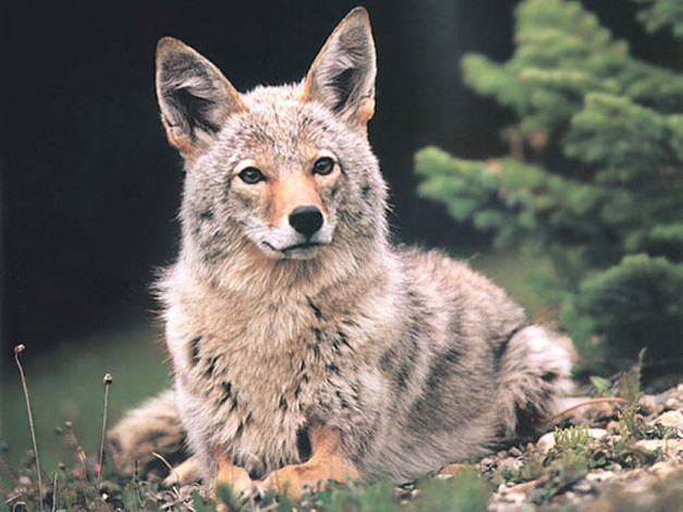 Обои картинки фото животные, волки