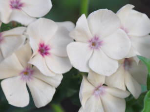 Картинка цветы