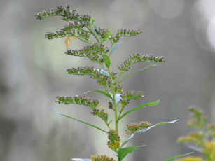 обоя цветы, луговые, полевые