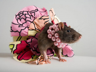 Картинка животные крысы мыши