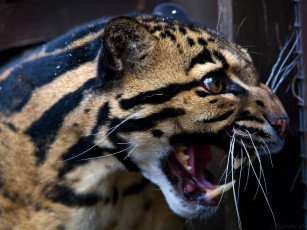 Картинка животные леопарды