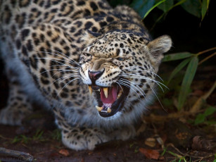 Картинка животные леопарды