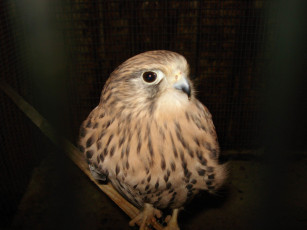 Картинка животные птицы хищники