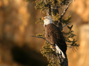 Картинка животные птицы хищники