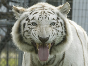 Картинка животные тигры