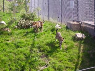 Картинка животные Ягуары