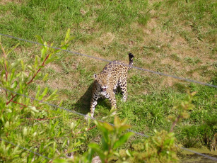 Картинка животные Ягуары