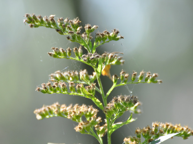 Обои картинки фото цветы, луговые, полевые