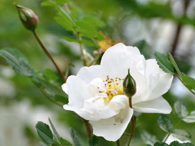 Обои картинки фото цветы, шиповник